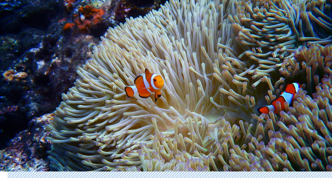 ダイブランドのロゴにも使用されているカクレクマノミ