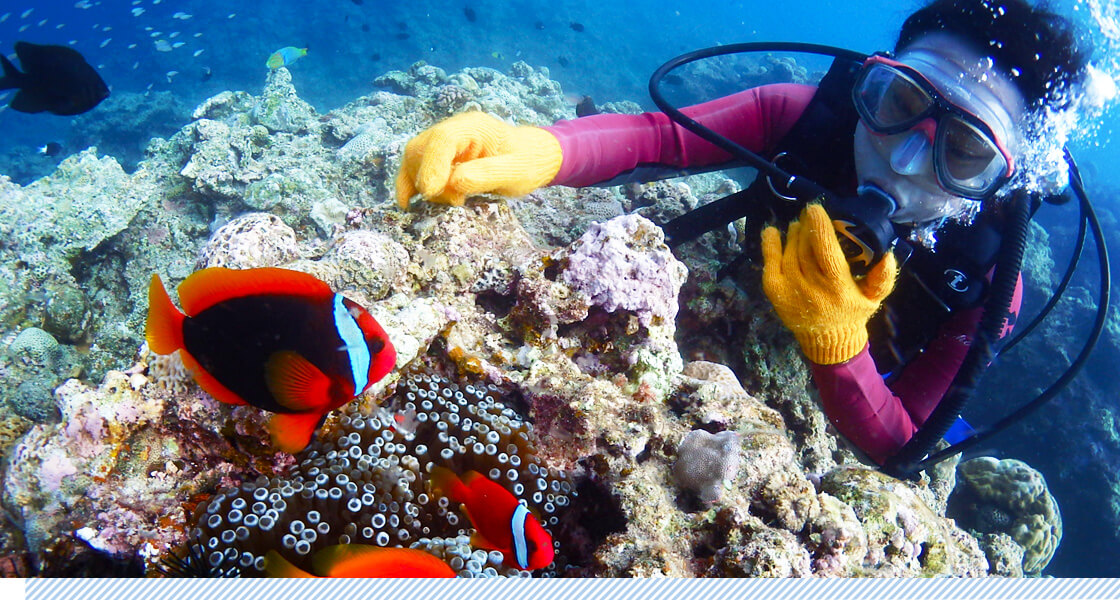 青の洞窟ダイビングで餌付け体験をしている画像